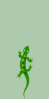 lizard